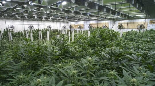 Understanding Florida Marijuana Laws and Your Rights Understanding Florida Marijuana Laws and Your Rights