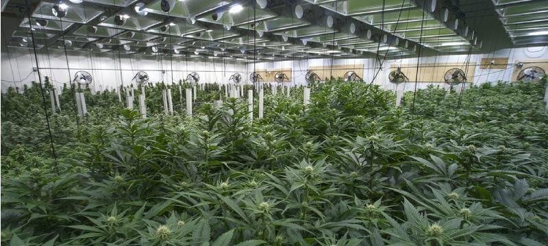 Marijuana plants being grown indoors in a large operation